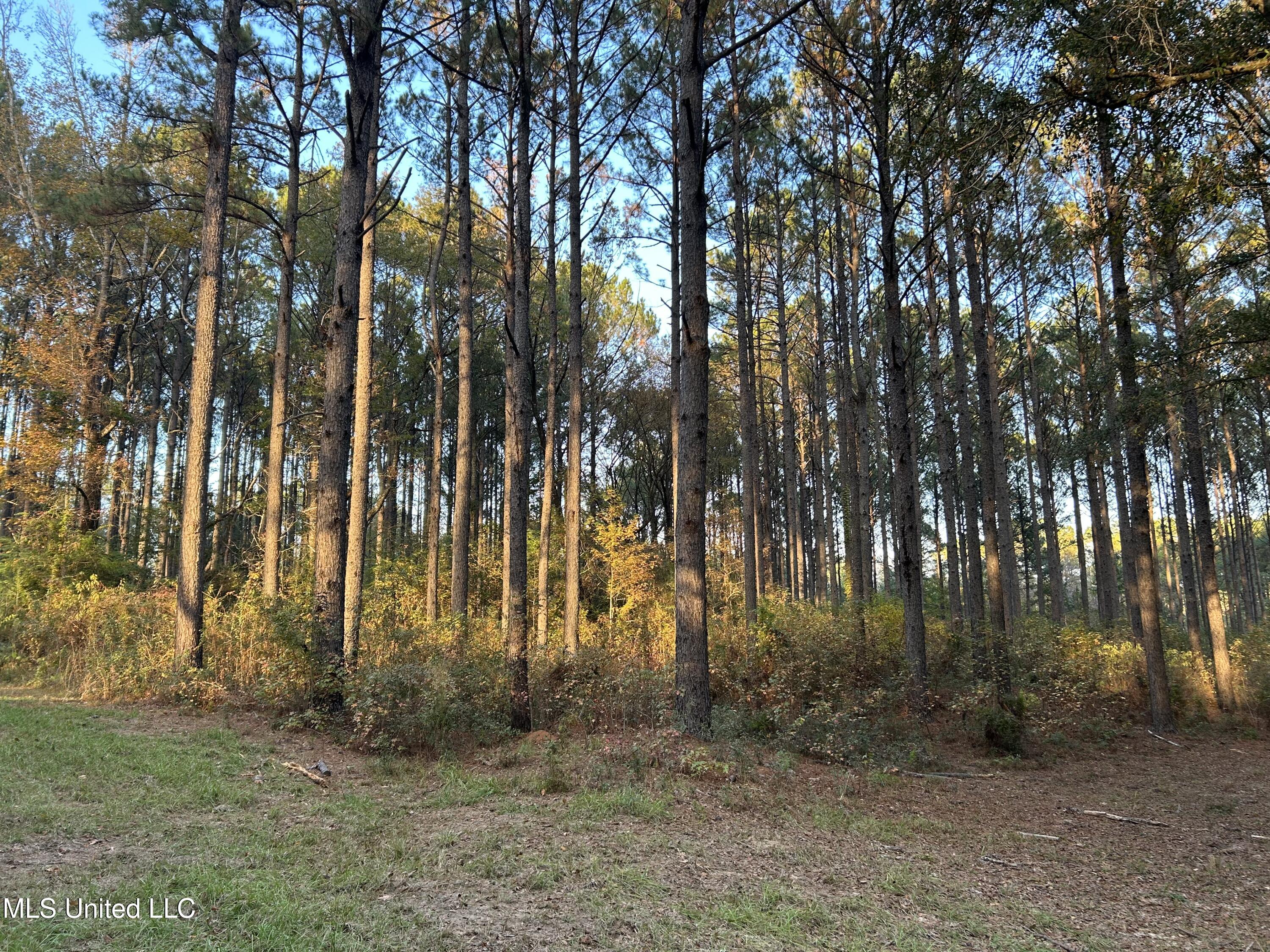 4024 Old Mill Road Osyka, MS 39657 - Photo 10 of 76 IMG_1038