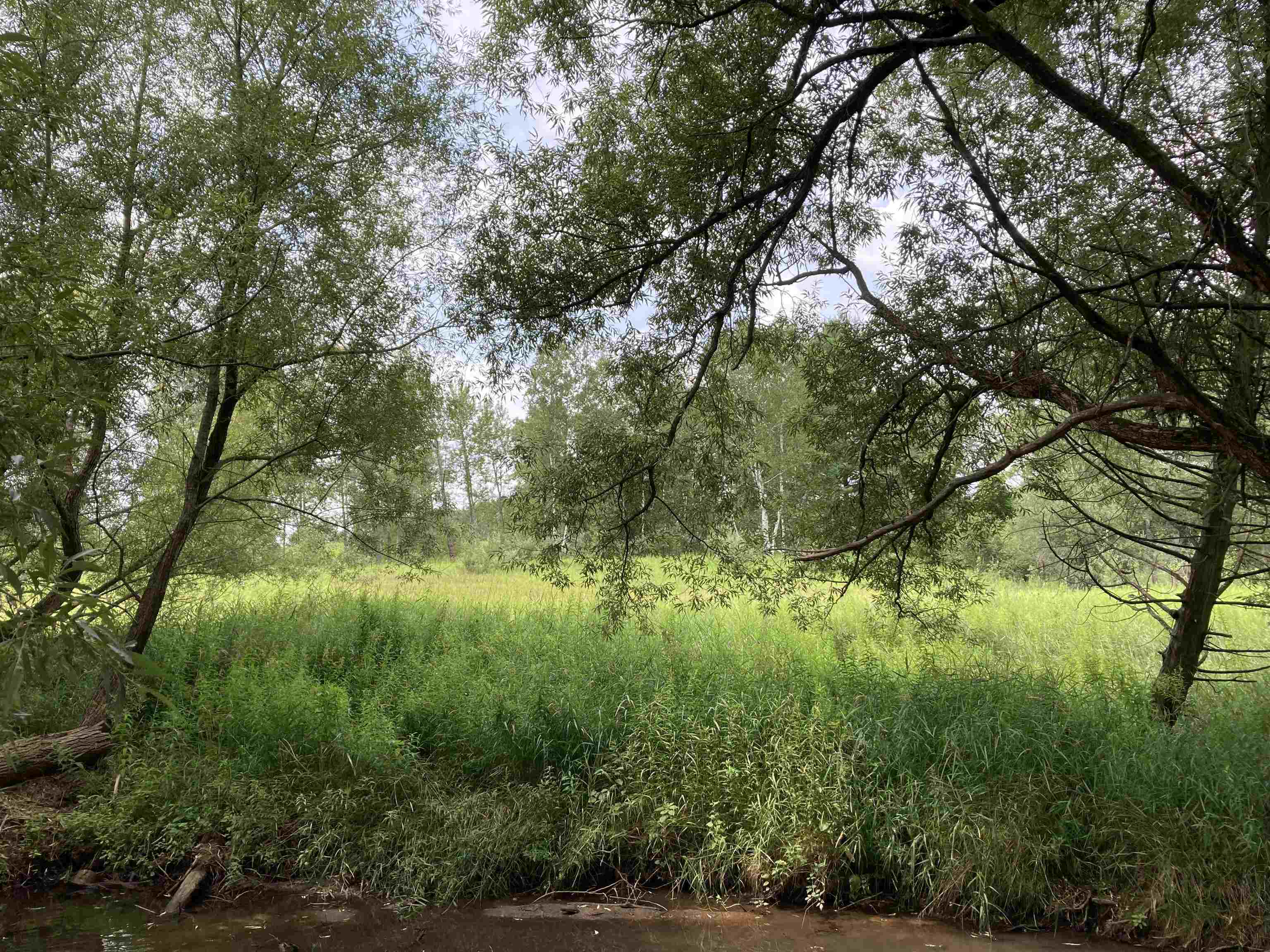N/a Beachwood Road Rose City, MI 48654 - Photo 8 of 20 1947885-85065956-D264-41CD-B983-E34384872E51.JPG