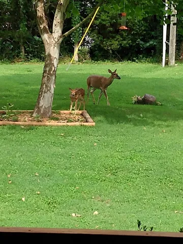 a view of a house with backyard and wooden fence