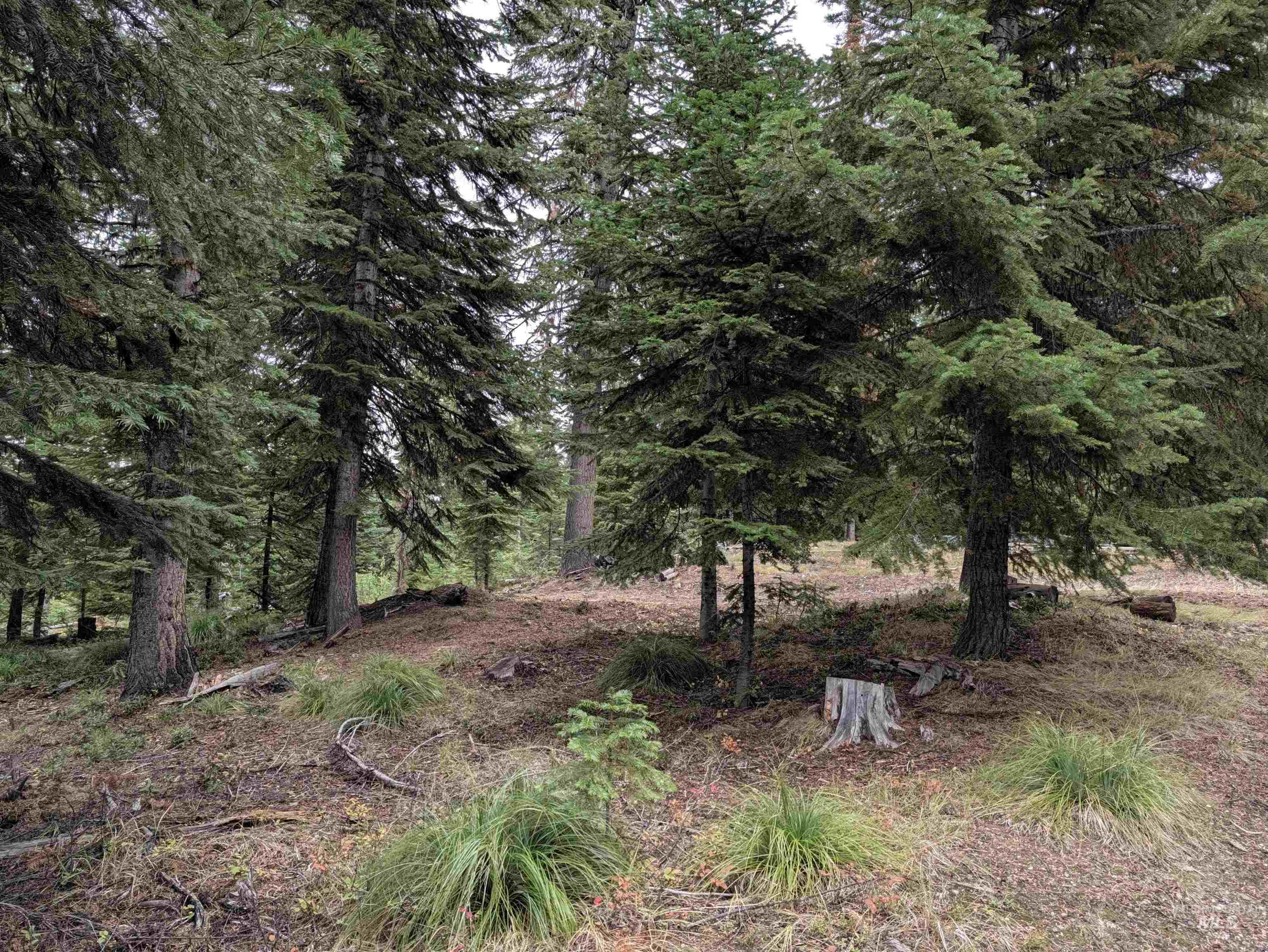 524 Rhett Creek Road Elk City, ID 83525 - Photo 19 of 23 Mature evergreen trees on a natural, sloped terrain