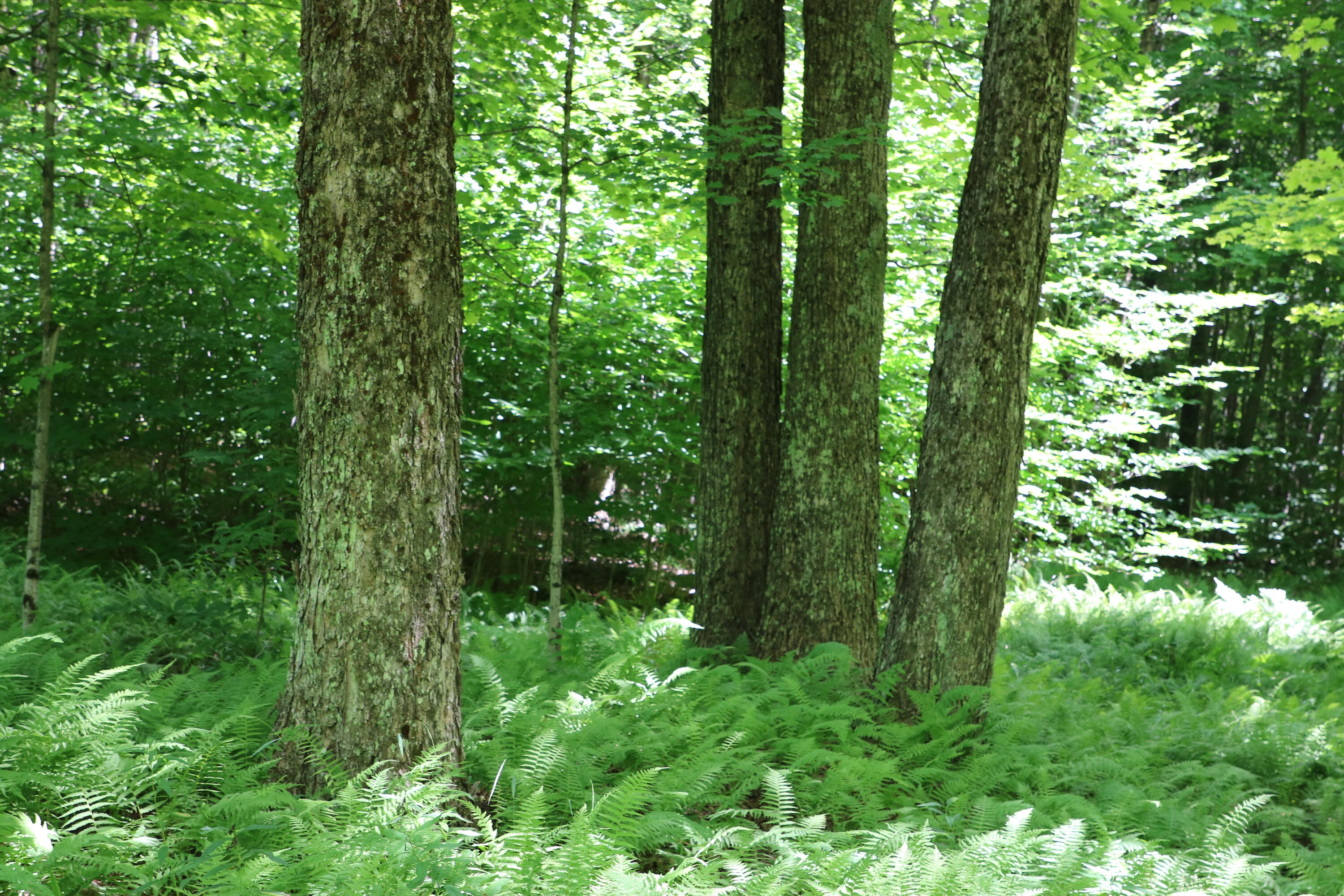 460 Little John Road Colton, NY 13625 - Photo 2 of 14 IMG_4577