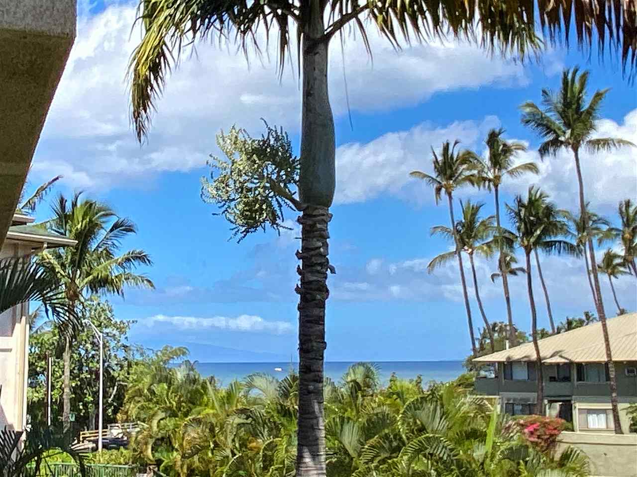 44 Kanani Road, Unit 2202 Kihei, HI 96753 - Photo 1 of 30 a view of a palm tree with a palm plant