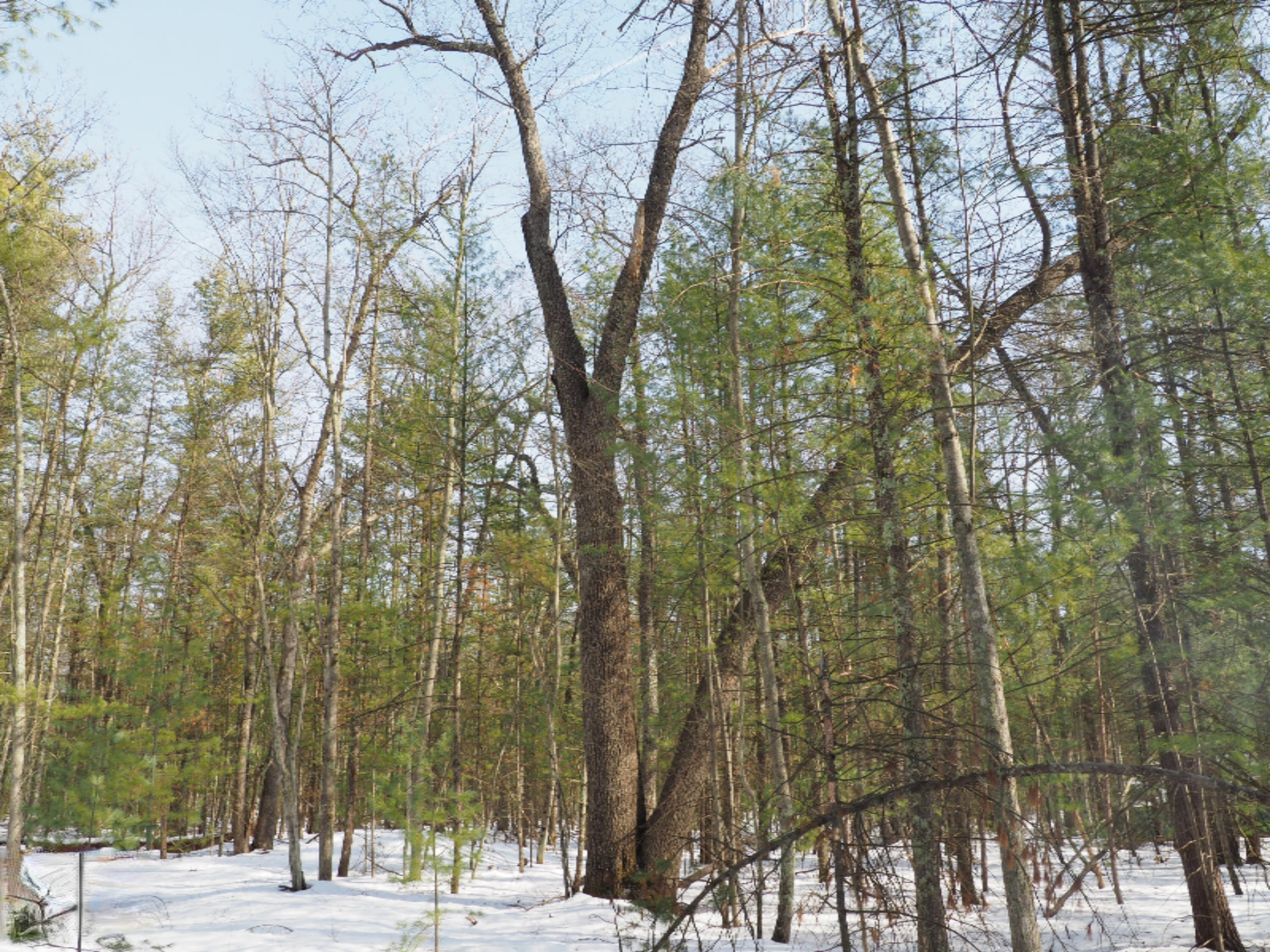 353 North Kettle Hole Road Manistee, MI 49660 - Photo 9 of 26 P3070960