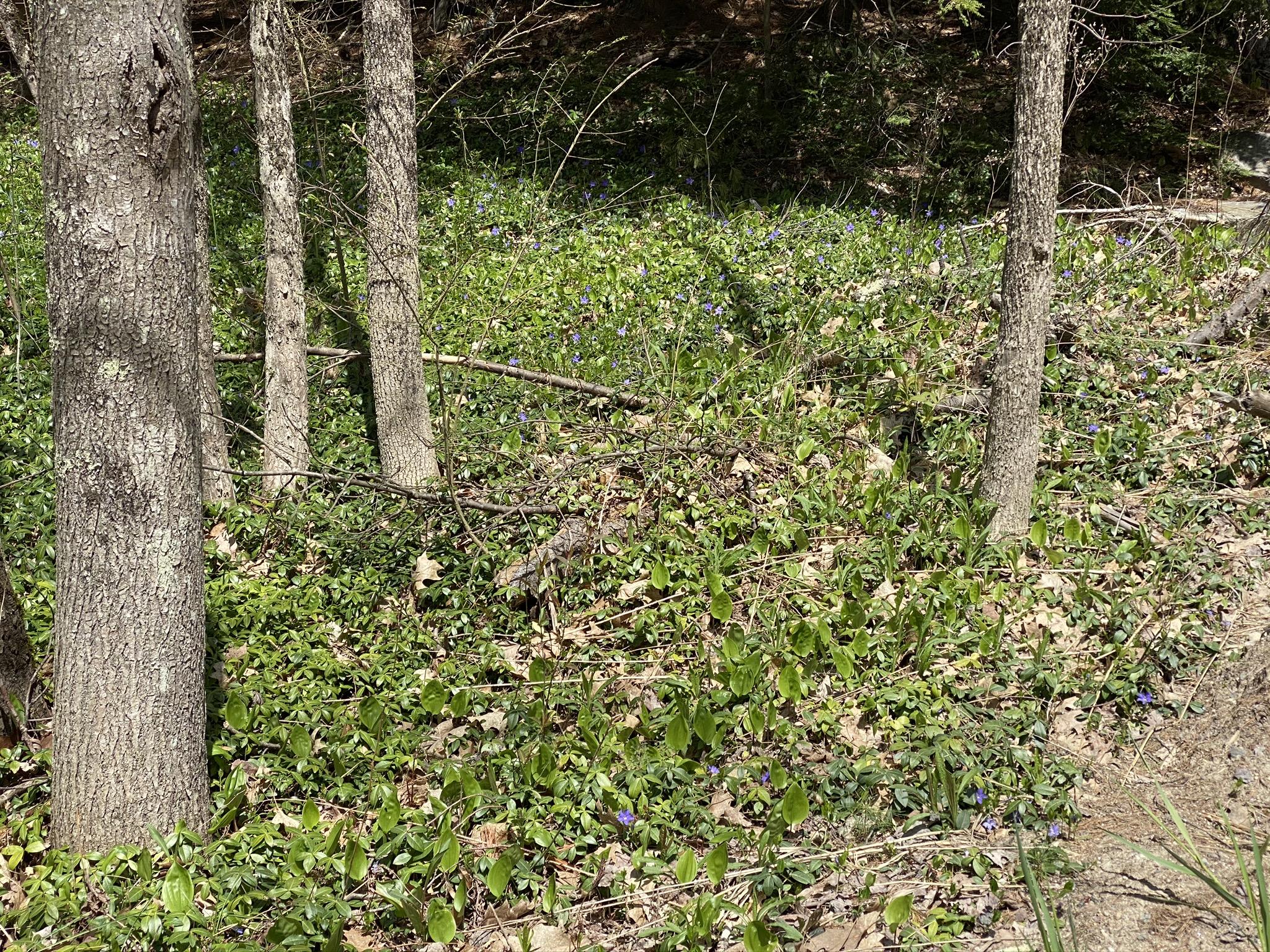 10-acres Middle Road Waterboro, ME 04087 - Photo 9 of 11 FCFAE684-BD38-4B27-9E45-98D6B1A9B75E