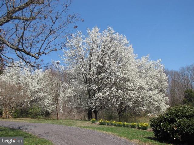 402 Castleton View Road Castleton, VA 22716 - Photo 27 of 29 Trees