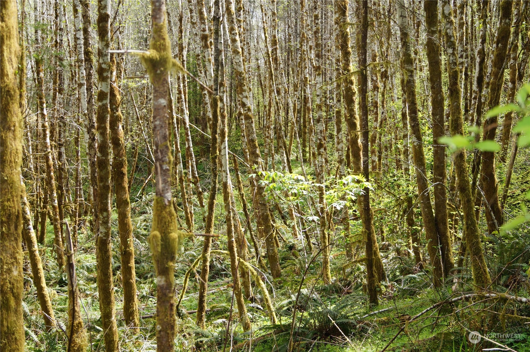 2.2 Garrard Creek Road Rochester, WA 98579 - Photo 8 of 10