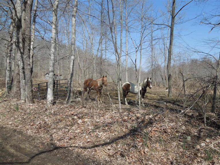 373 Rector Road Waynesburg, KY 40489 - Photo 3 of 44 Photo 3