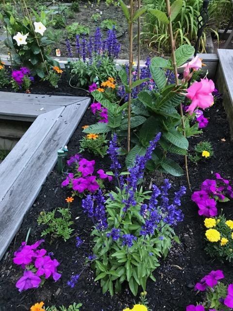 97 Pilgrim Road Dennis, MA 02638 - Photo 48 of 58 97 pilg flowers
