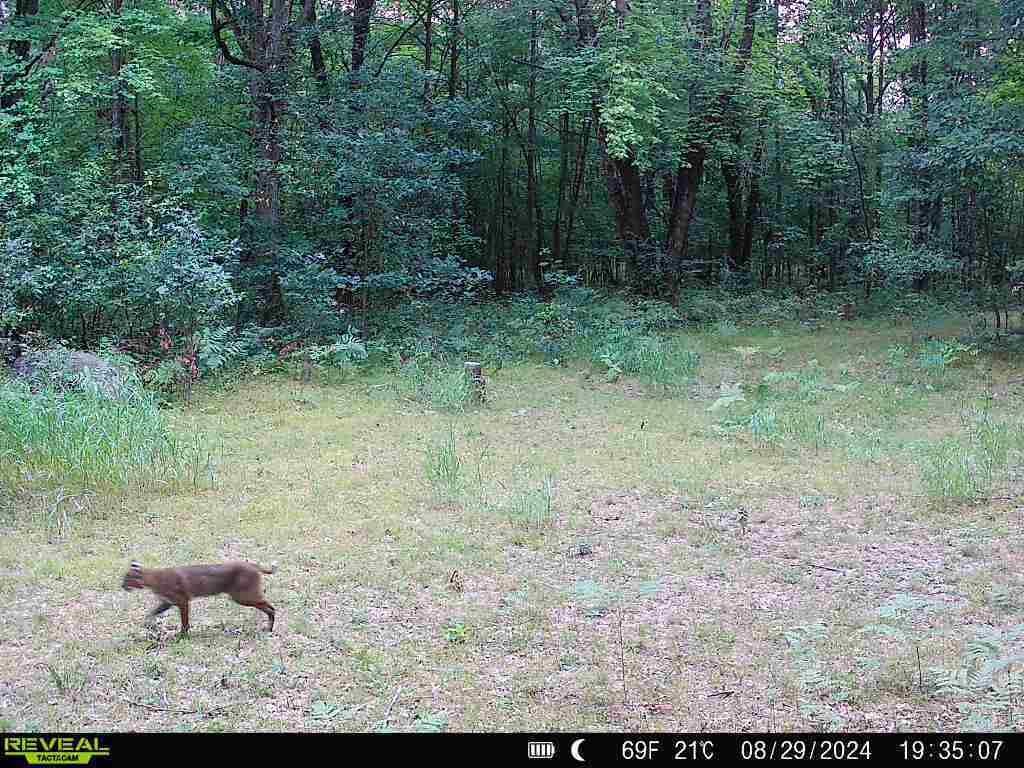 11401 Little George Lake Road Gladwin, MI 48624 - Photo 65 of 72