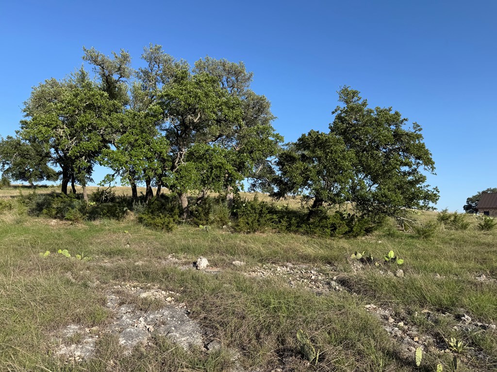 114 Patterson Rdg Drive, Unit 114 Kerrville, TX 78028 - Photo 5 of 9 a view of a tree in a yard