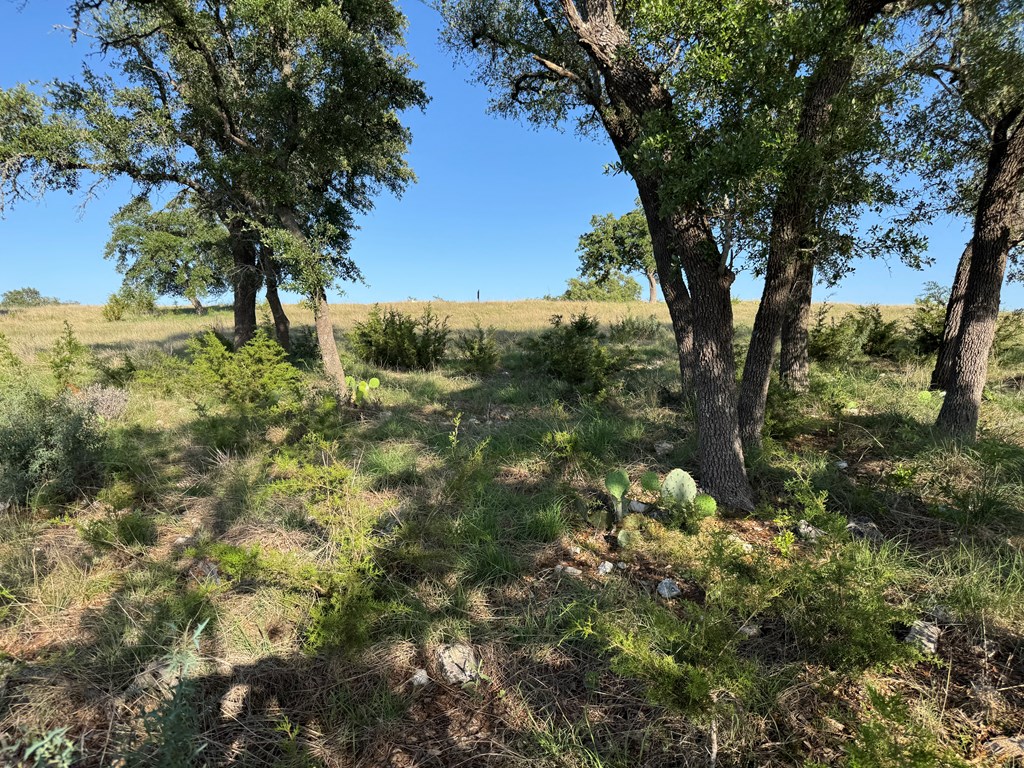 114 Patterson Rdg Drive, Unit 114 Kerrville, TX 78028 - Photo 9 of 9 a view of a tree in a yard