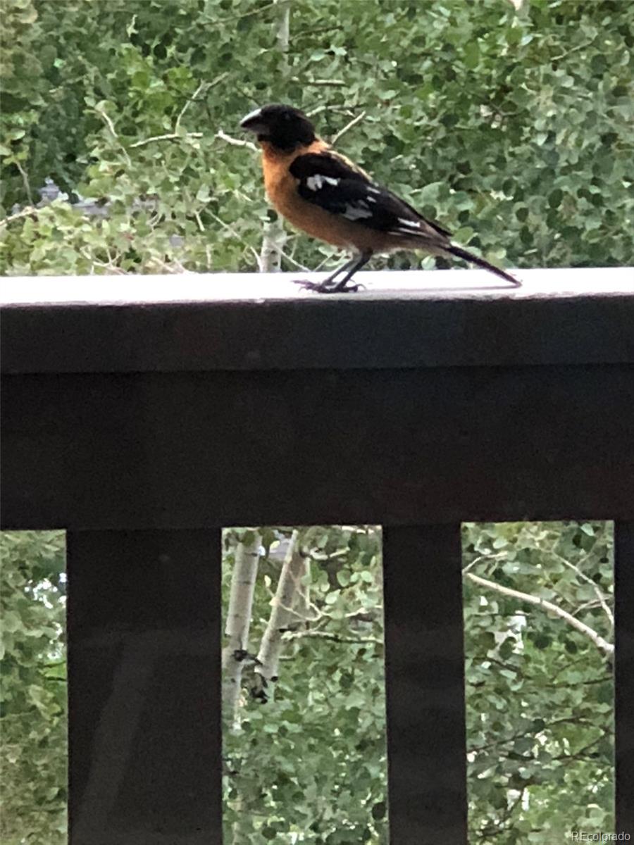 2510 Ryan Gulch Road, Unit 2512 Silverthorne, CO 80498 - Photo 33 of 41