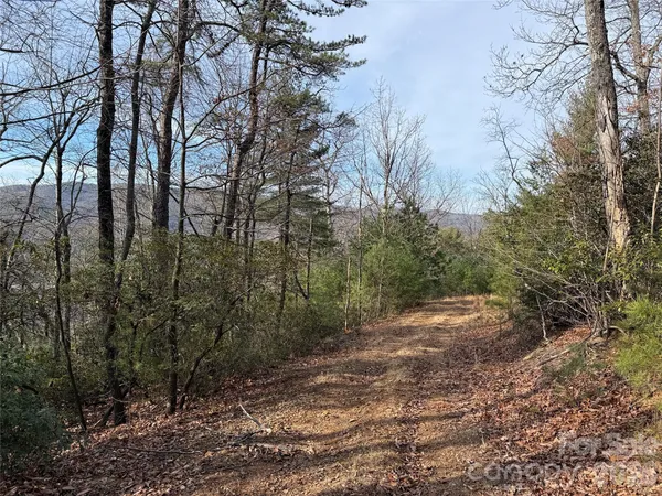 a view of a forest with trees in the background