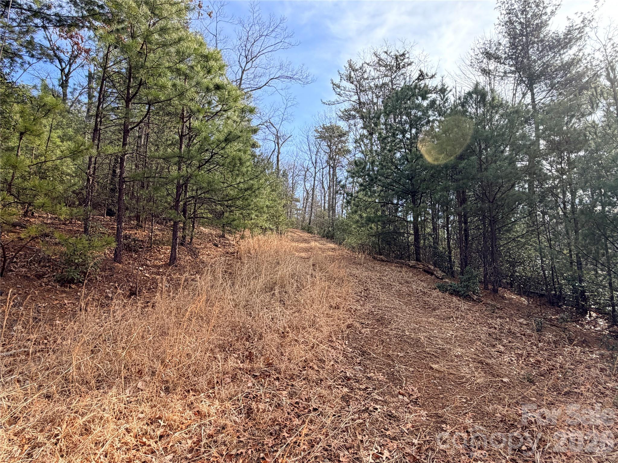 Tbd Maple Valley Lane, Unit 207 & 220 Purlear, NC 28665 - Photo 15 of 43 a view of a forest with trees in the background