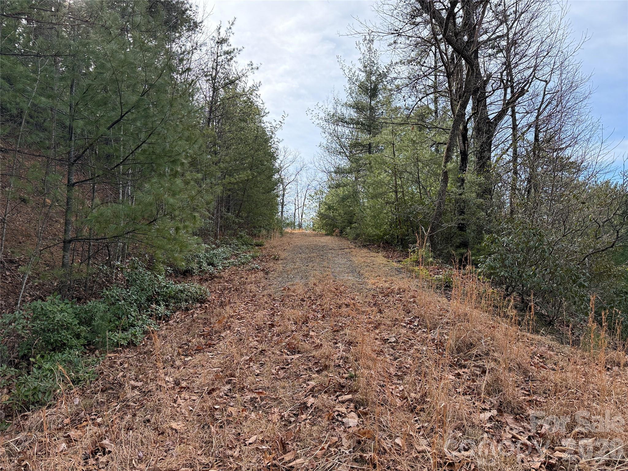 Tbd Maple Valley Lane, Unit 207 & 220 Purlear, NC 28665 - Photo 17 of 43 a view of a forest with trees in the background