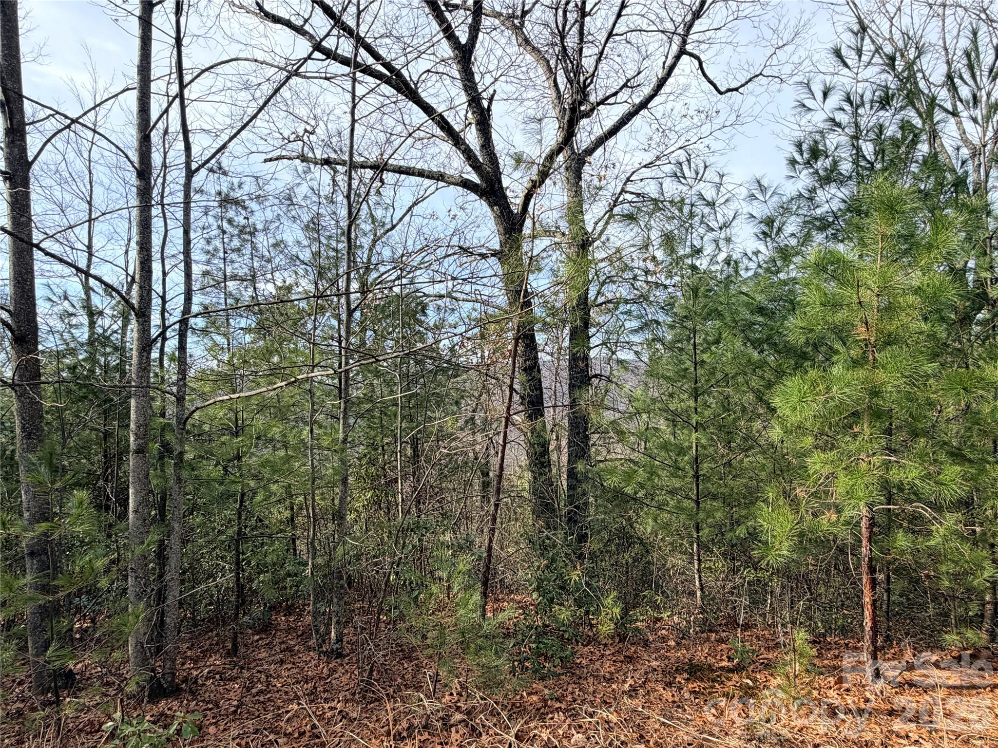 Tbd Maple Valley Lane, Unit 207 & 220 Purlear, NC 28665 - Photo 19 of 43 a view of a forest with large trees