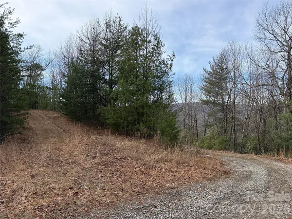a view of a forest with trees in the background