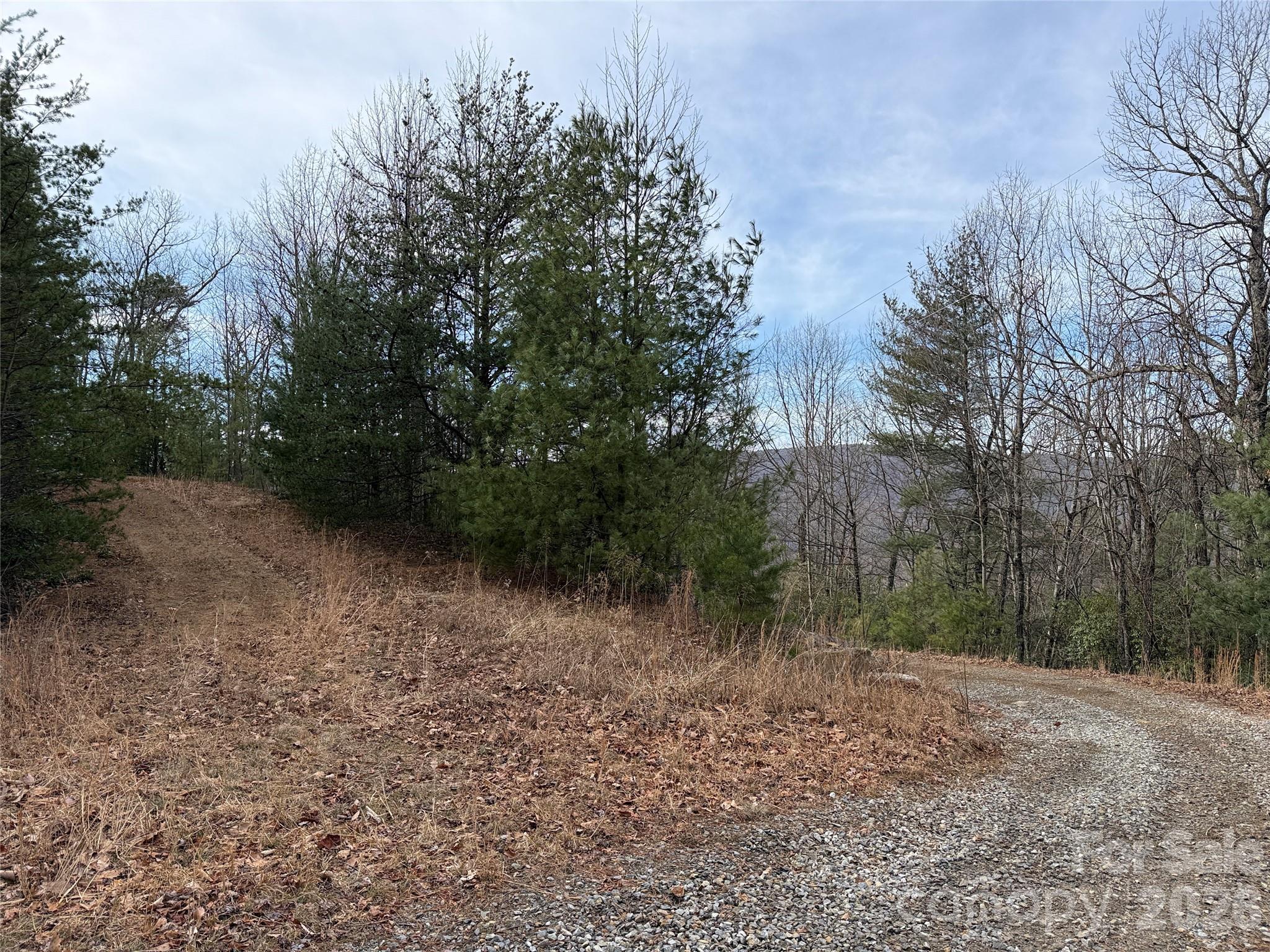 Tbd Maple Valley Lane, Unit 207 & 220 Purlear, NC 28665 - Photo 6 of 43 a view of a forest with trees in the background
