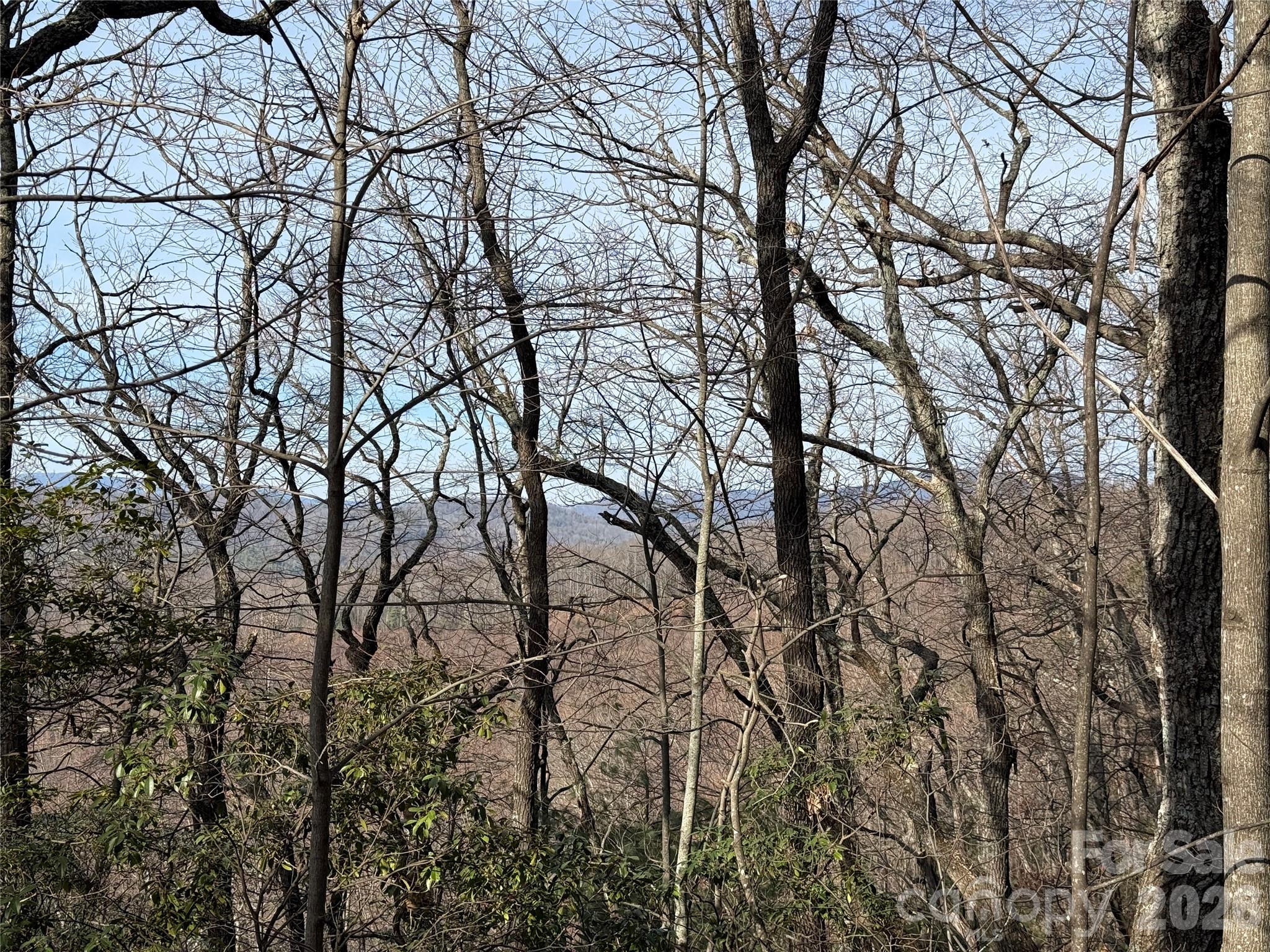 Tbd Maple Valley Lane, Unit 207 & 220 Purlear, NC 28665 - Photo 8 of 43 a picture of tree