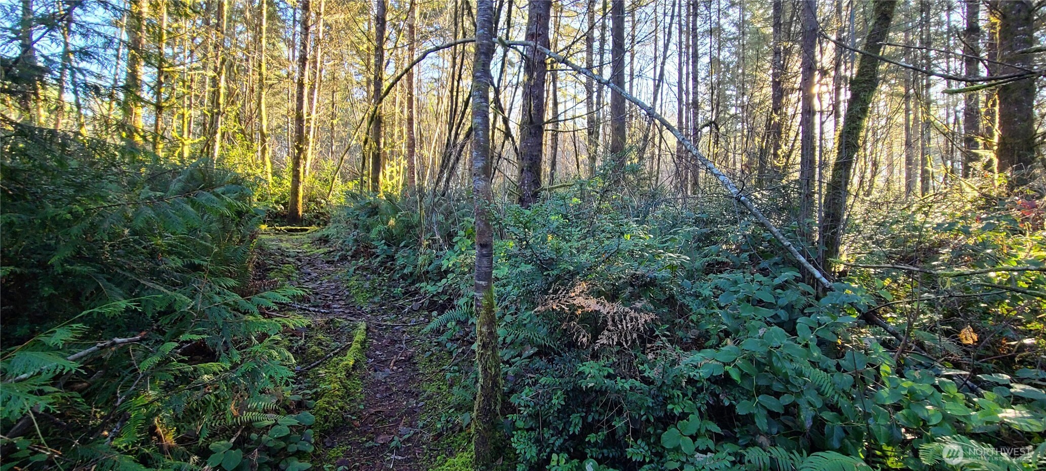 0 Cornwall Road Northwest Lakebay, WA 98349 - Photo 7 of 14 a view of a yard with a trees