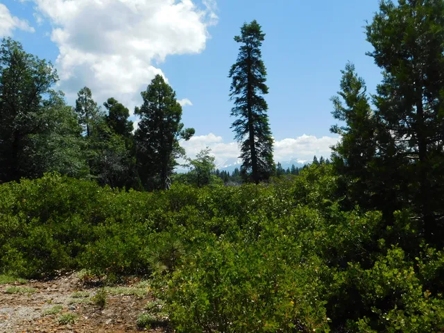 $75,000 | Undisclosed Address, Shingletown, CA 96088