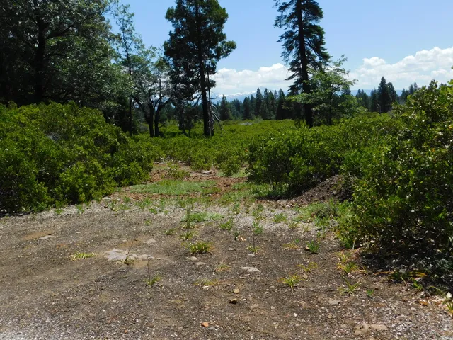 $75,000 | Undisclosed Address, Shingletown, CA 96088