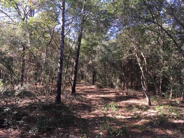 1.4-ac Juniper Lake Road DeFuniak Springs, FL 32433 - Photo 11 of 12 Lot Interior