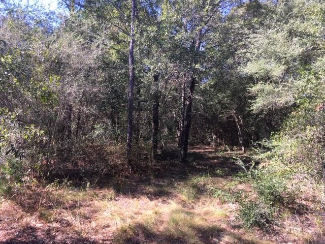 1.4-ac Juniper Lake Road DeFuniak Springs, FL 32433 - Photo 10 of 12 Lot Interior
