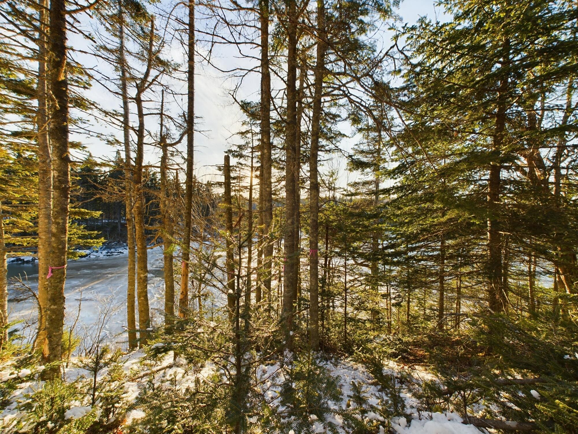 22 Collins Cove Road Machiasport, ME 04655 - Photo 40 of 43 22 Collins Cove rd, Machiasport, ME