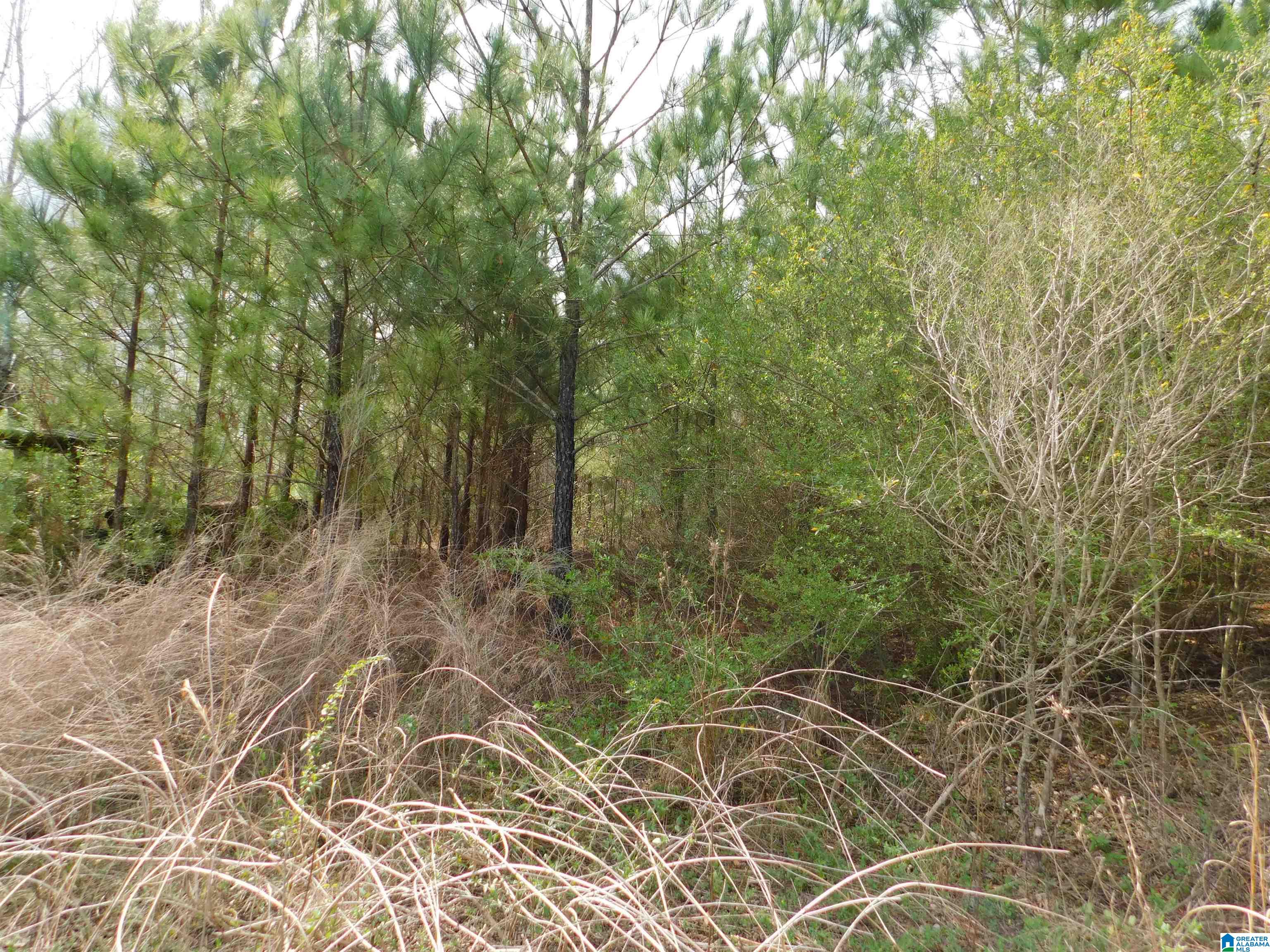0 Lock 1 Road, Unit 2 Ashville, AL 35953 - Photo 11 of 13