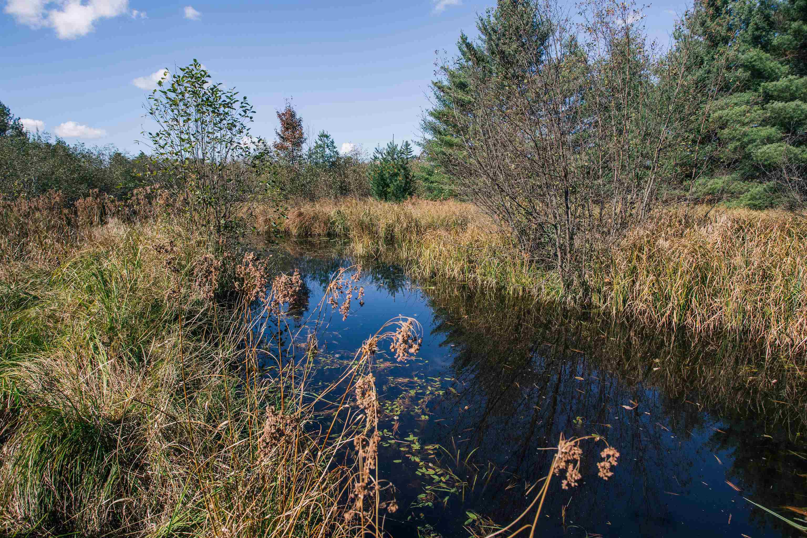 81-acres Anderson Road Neillsville, WI 54456 - Photo 12 of 38