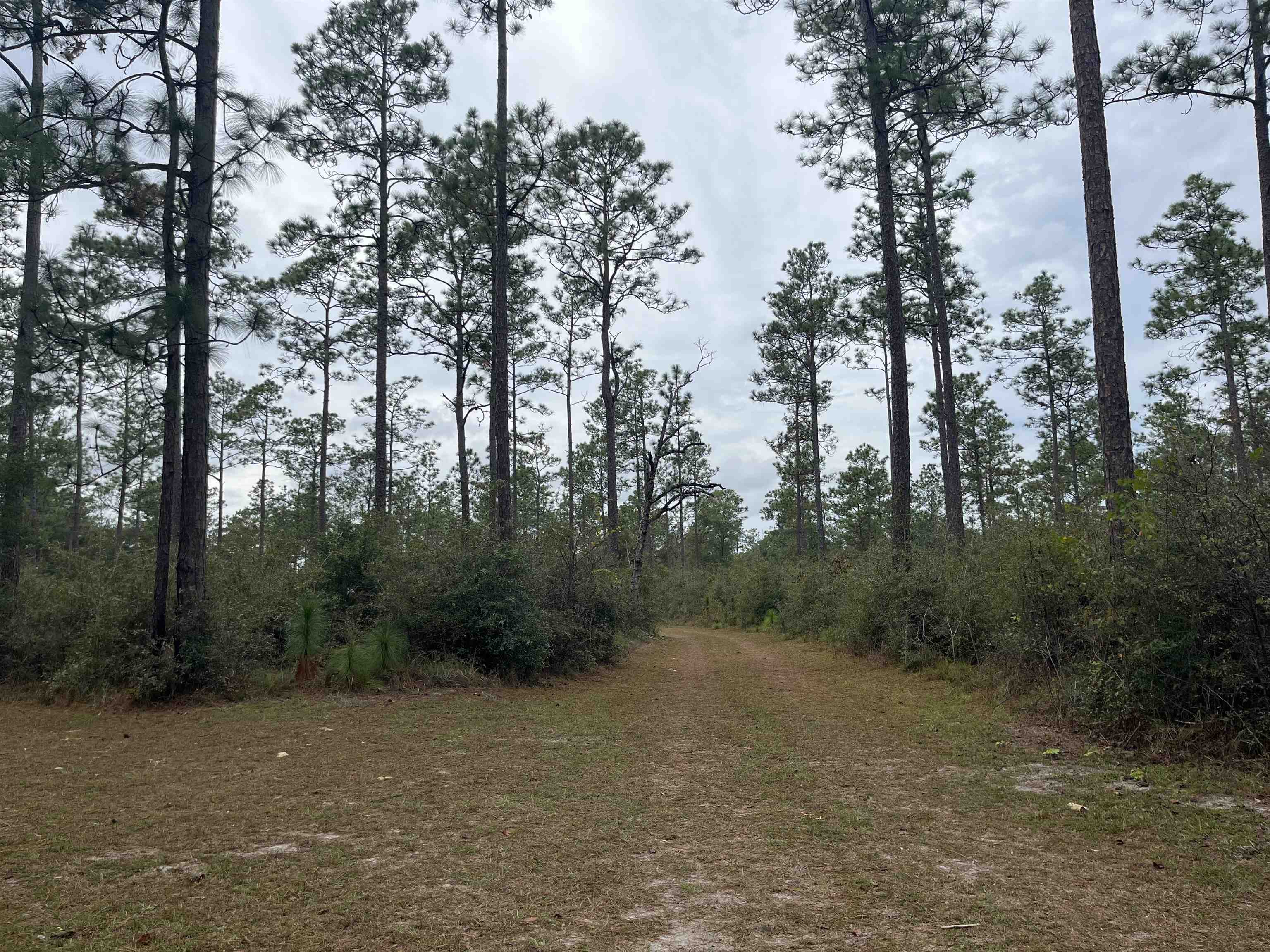 Xx Old Shell Point Road Crawfordville, FL 32327 - Photo 4 of 7