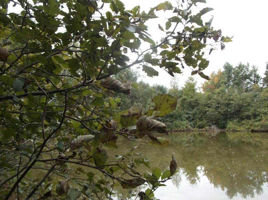 261 Greenbush Road Corinna, ME 04928 - Photo 10 of 25 Photo