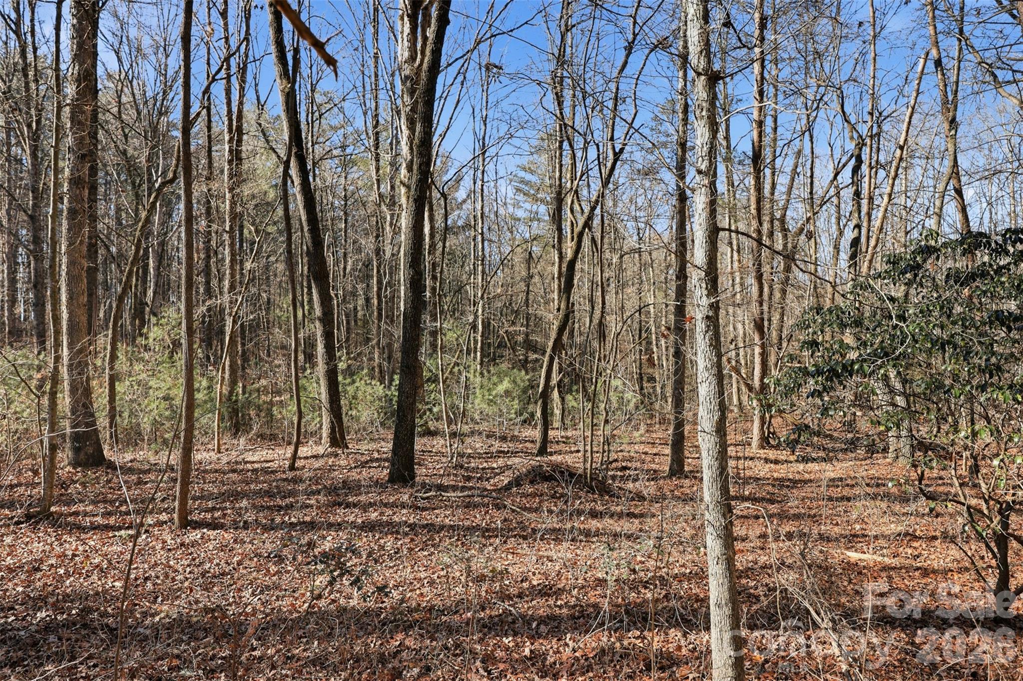 0 3 Forks Church Road Taylorsville, NC 28681 - Photo 12 of 23 a view of a backyard with trees