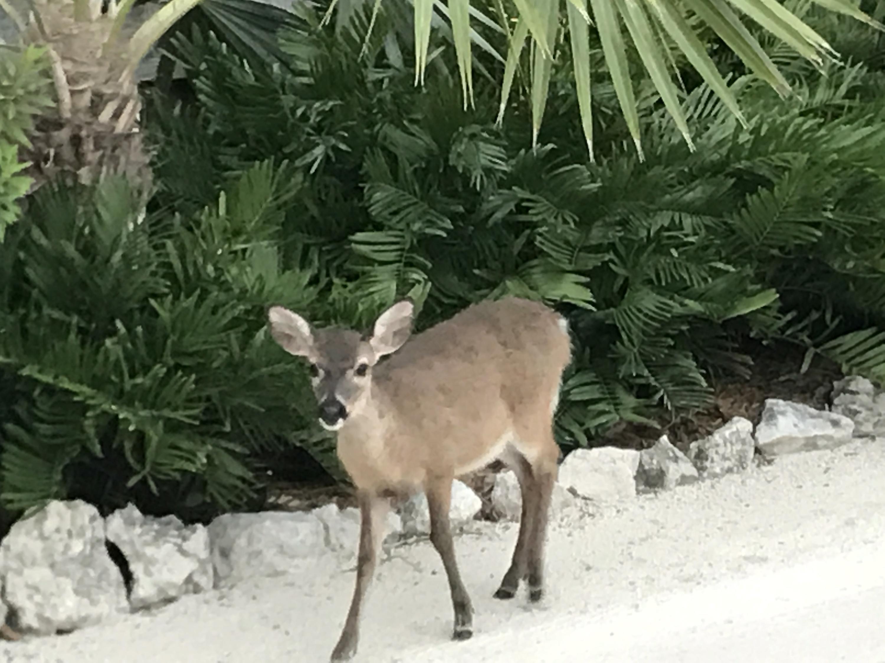 3863 George Road Big Pine Key, FL 33043 - Photo 26 of 42 Key Deer