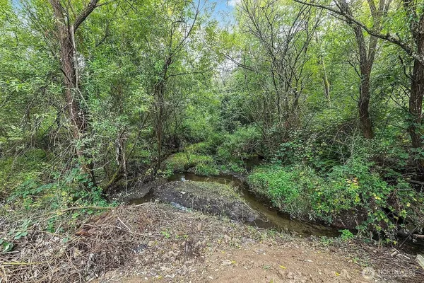 a view of a forest with trees in the background