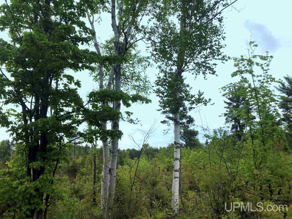 Tbd Co Rd Mt And Mu Palmer, MI 49871 - Photo 7 of 13