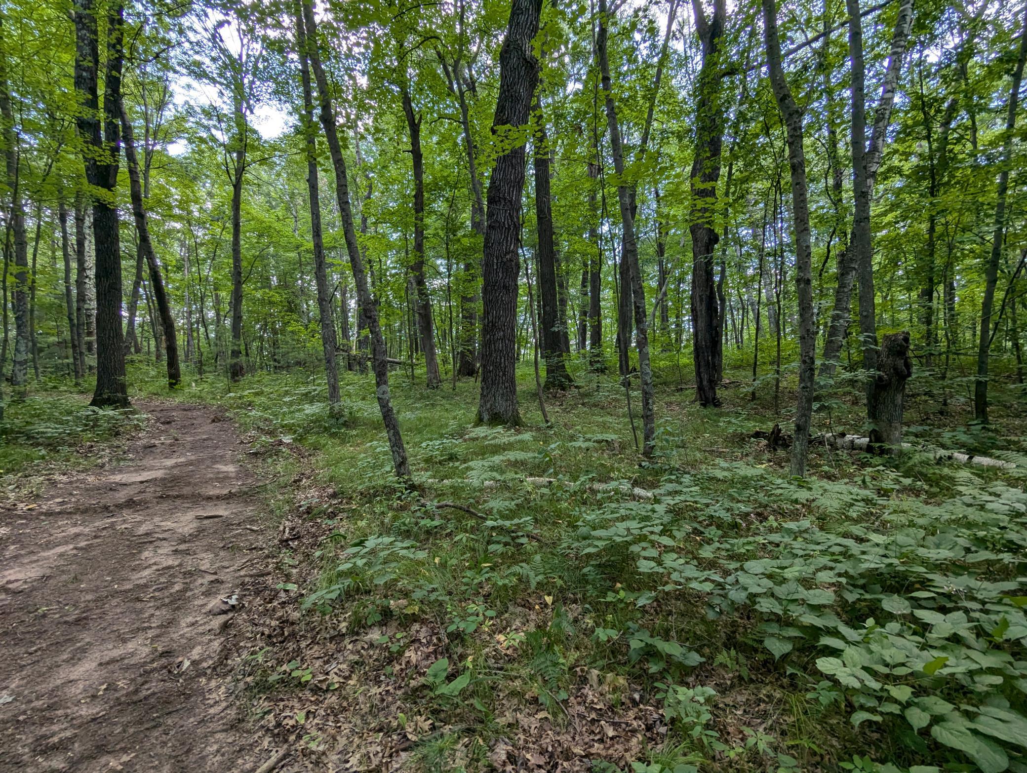 Lot 2 Fosmo Webster, WI 54893 - Photo 6 of 12 Gallery Image 6