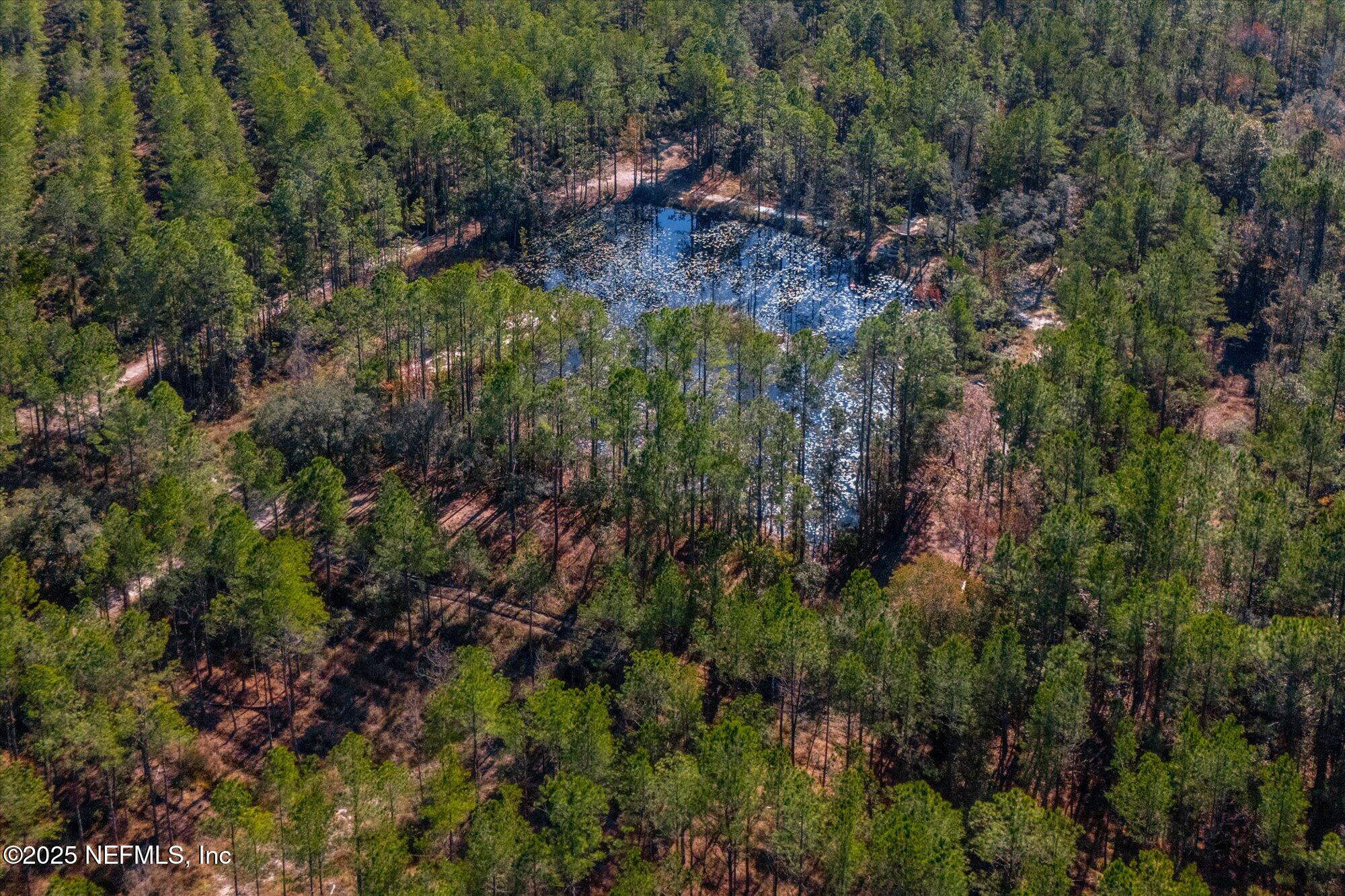 191 County Landfill Road Palatka, FL 32177 - Photo 26 of 37 a view of a lush green forest with lots of trees