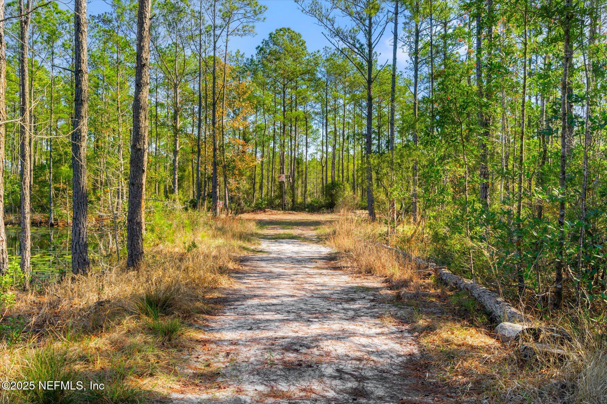 191 County Landfill Road Palatka, FL 32177 - Photo 4 of 37 a view of yard