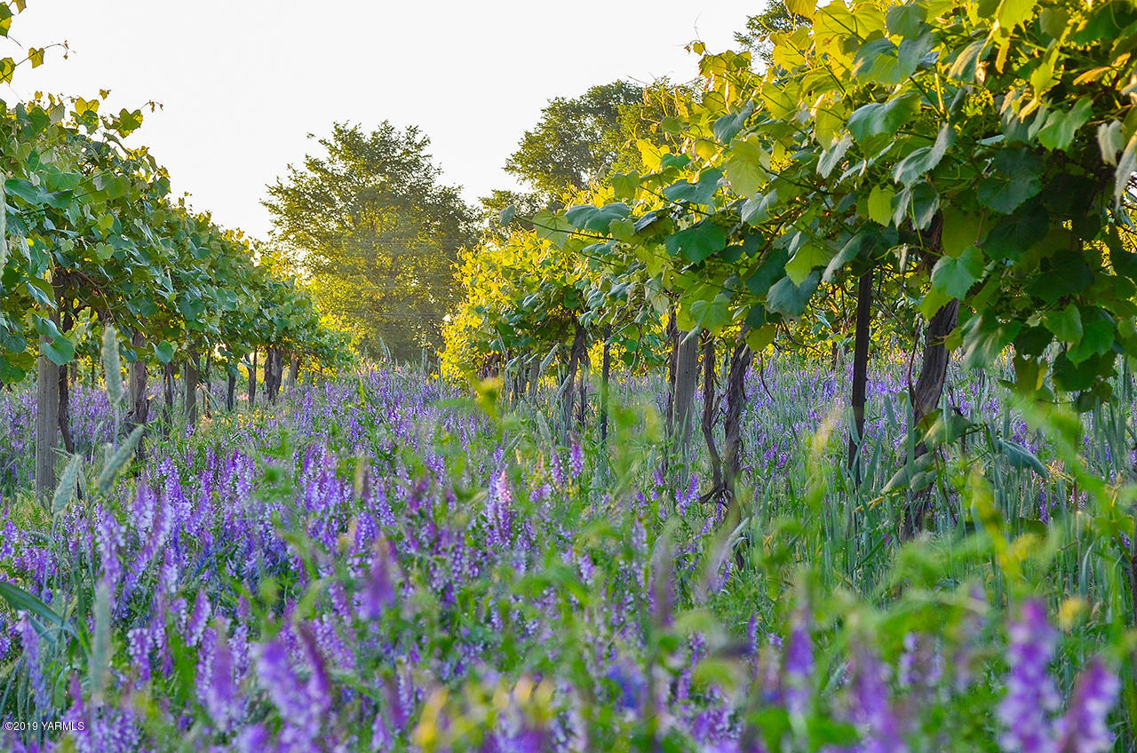 1891 Lester Road Sunnyside, WA 98944 - Photo 2 of 5 a picture of flowers