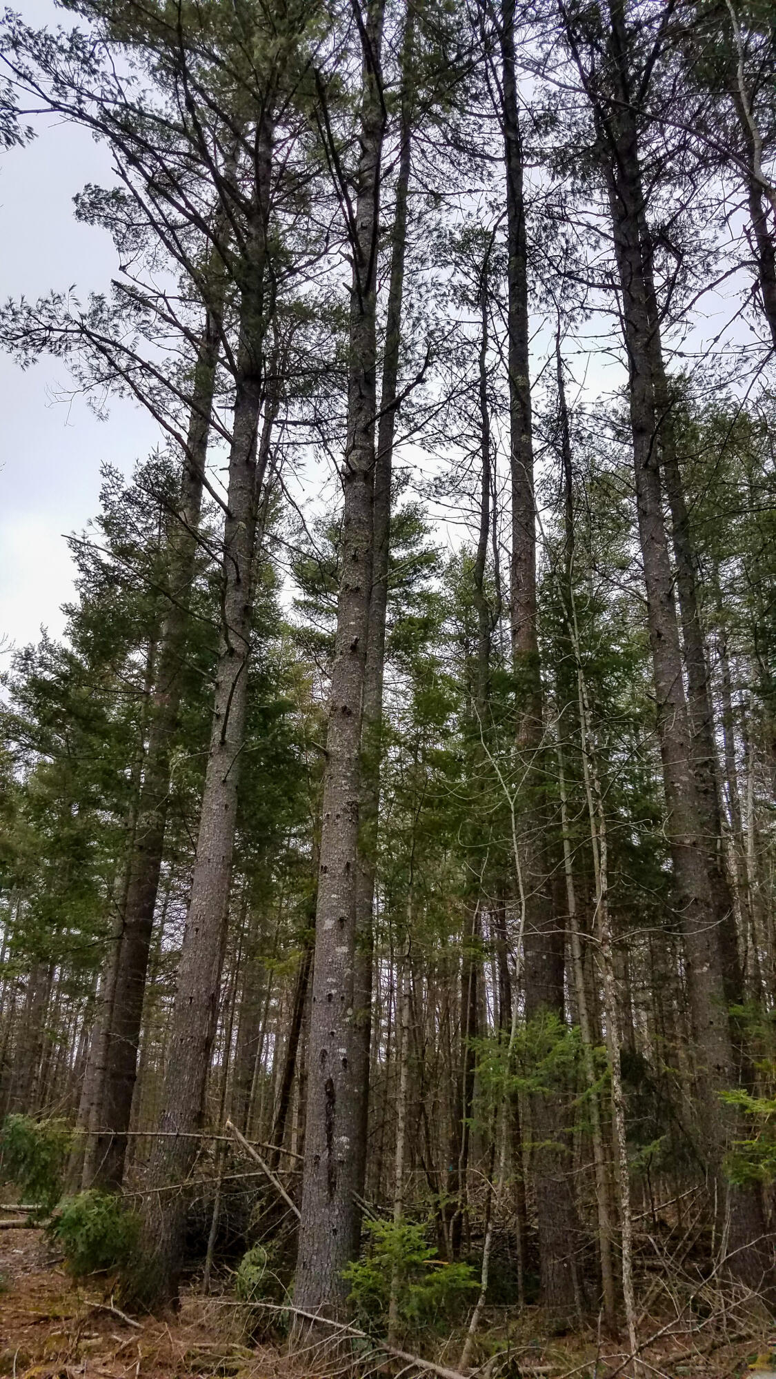 Lot 28 Charleston Road Dexter, ME 04930 - Photo 17 of 18 Lot 28 (9 of 15)
