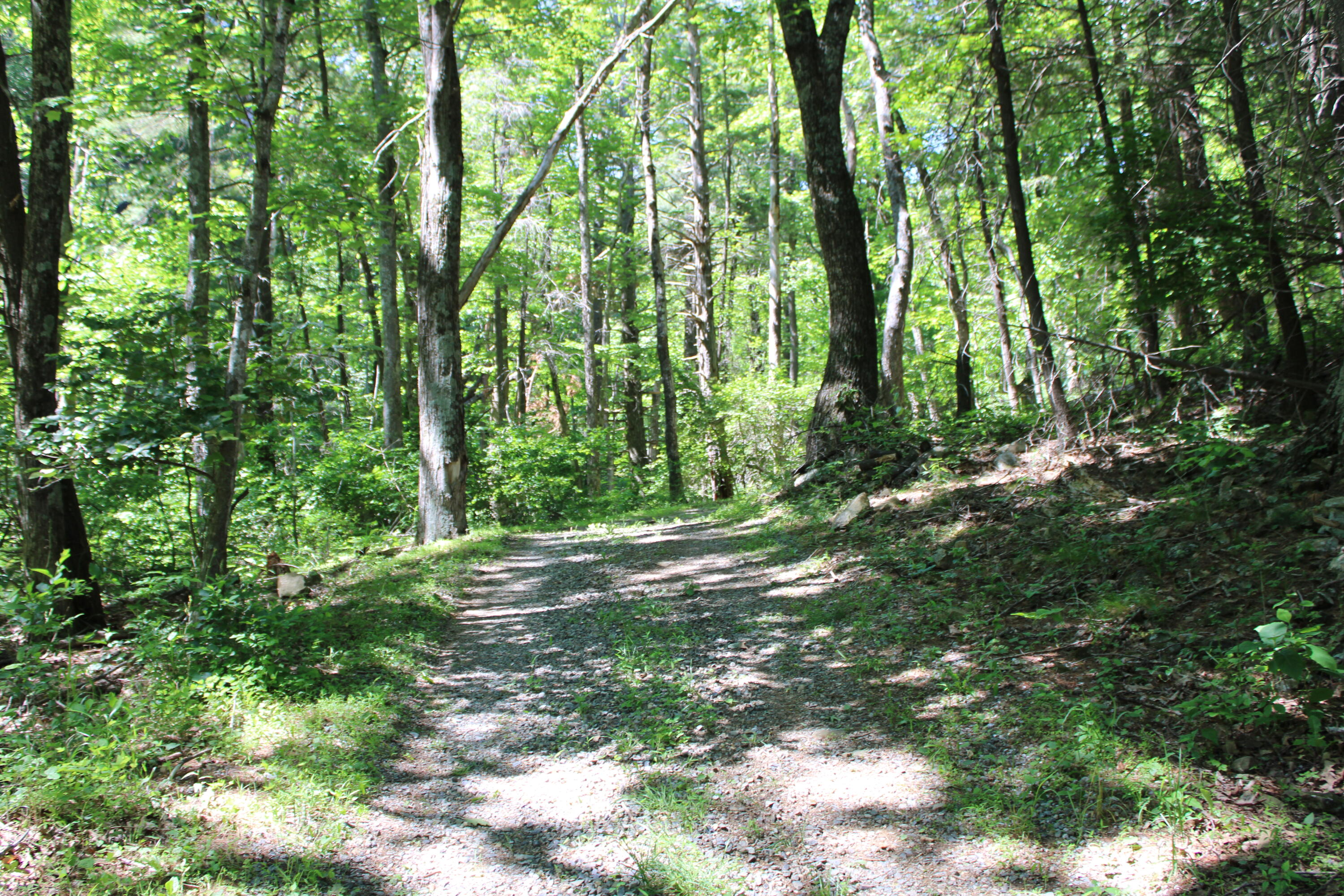 7923 Poor Mountain Road Bent Mountain, VA 24059 - Photo 88 of 95 IMG_0205