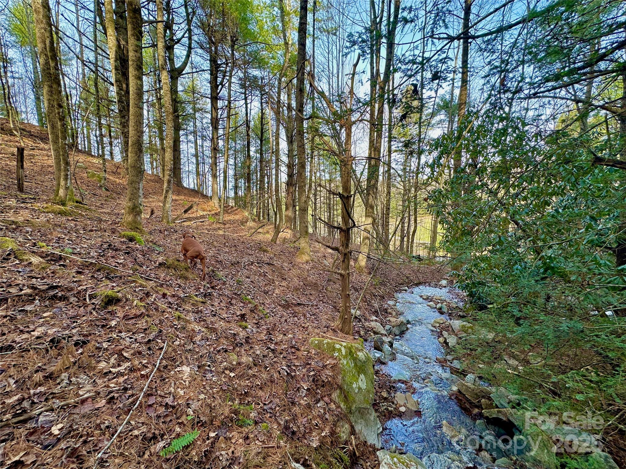 Tbd George Hayes Road Boone, NC 28607 - Photo 4 of 26