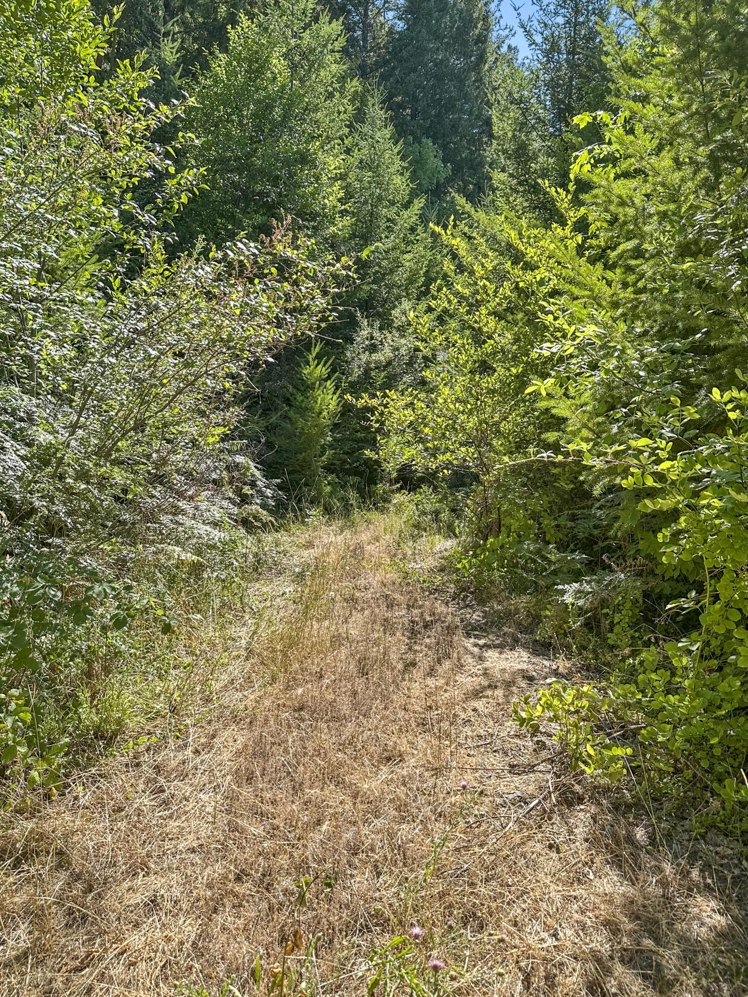 0 Mt Reuben Road Glendale, OR 97442 - Photo 4 of 7 IMG_8901 (1)