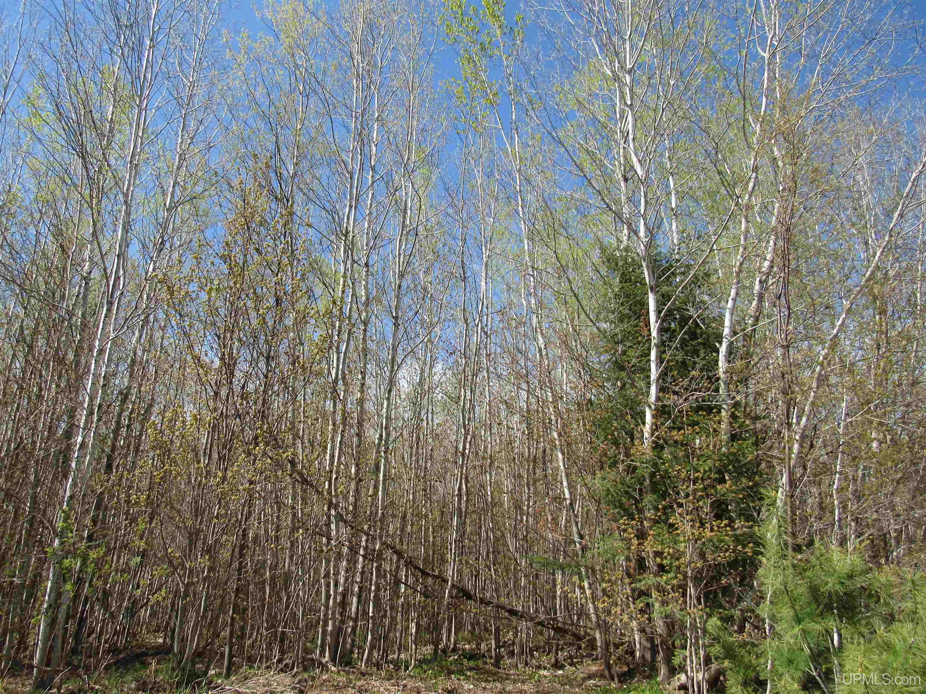 Tbd Off Rice Lake Road, Unit NO DRIVE BYS Lake Linden, MI 49945 - Photo 13 of 40