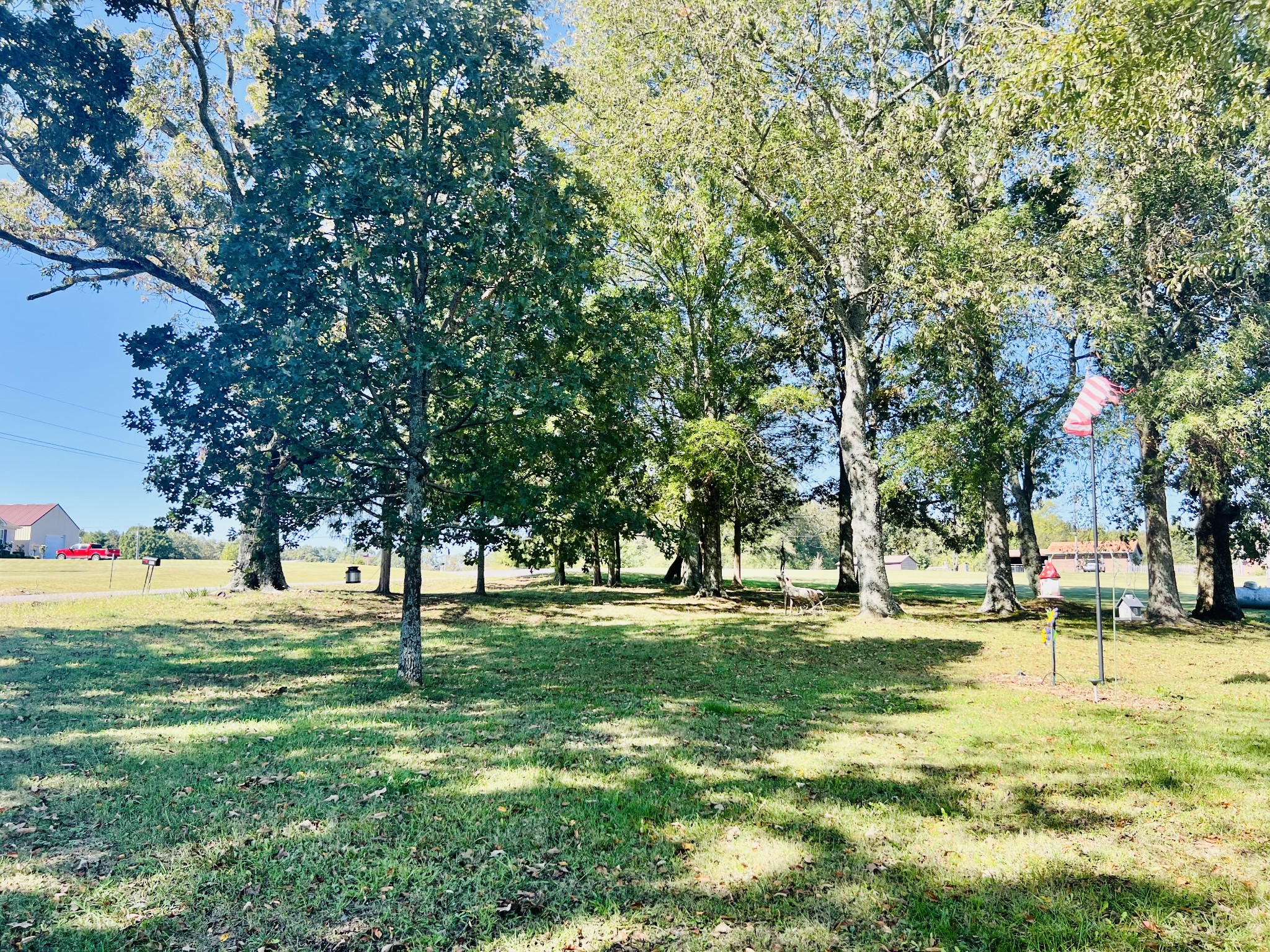 Beautiful trees in yard