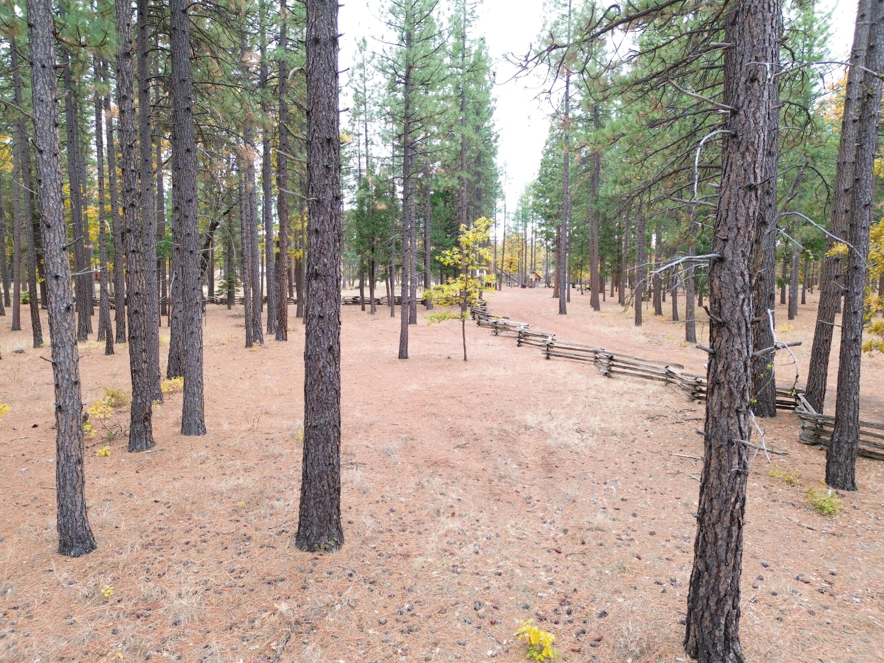 175 Red Rock Road McArthur, CA 96056 - Photo 11 of 28 a view of road and trees