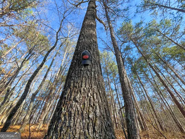a view of house with trees