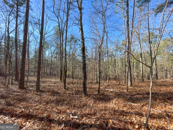 a view of a large trees with lots of plants